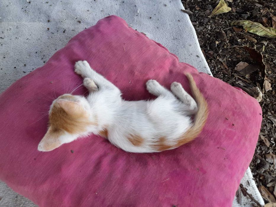 Gatinhos "Raios de Sol" prontos para adoção
