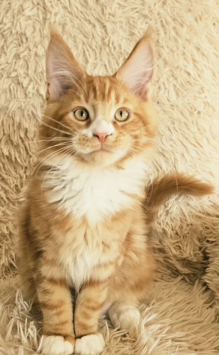 Kocurek Maine Coon