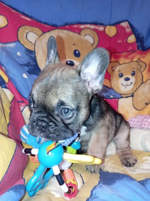 Buldog  francuski szceniaki