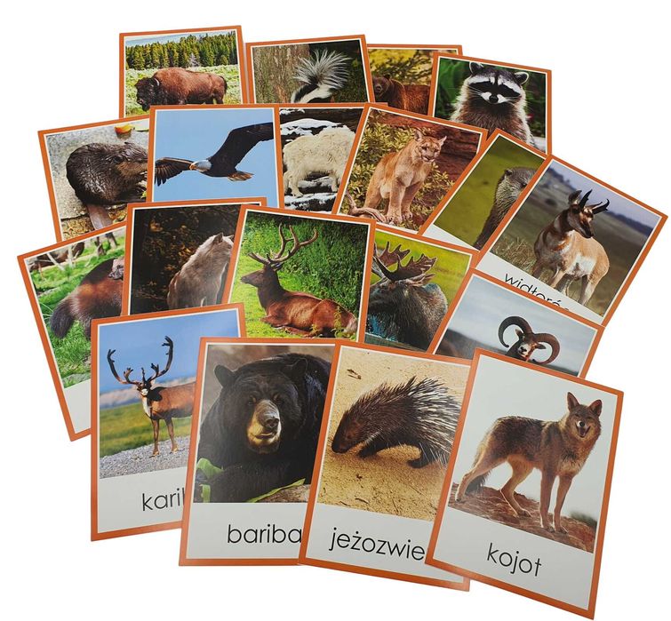 Plansze edukacyjne - ZWIERZĘTA AMERYKI PÓŁNOCNEJ - A5 Montessori
