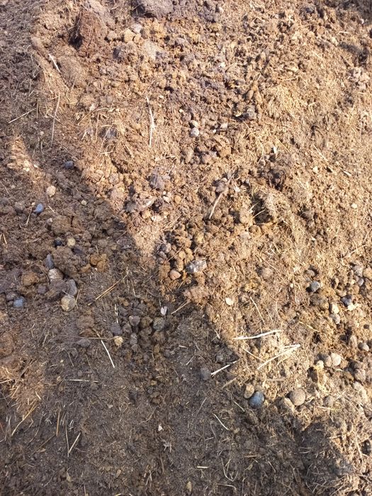 Obornik koński ziemia