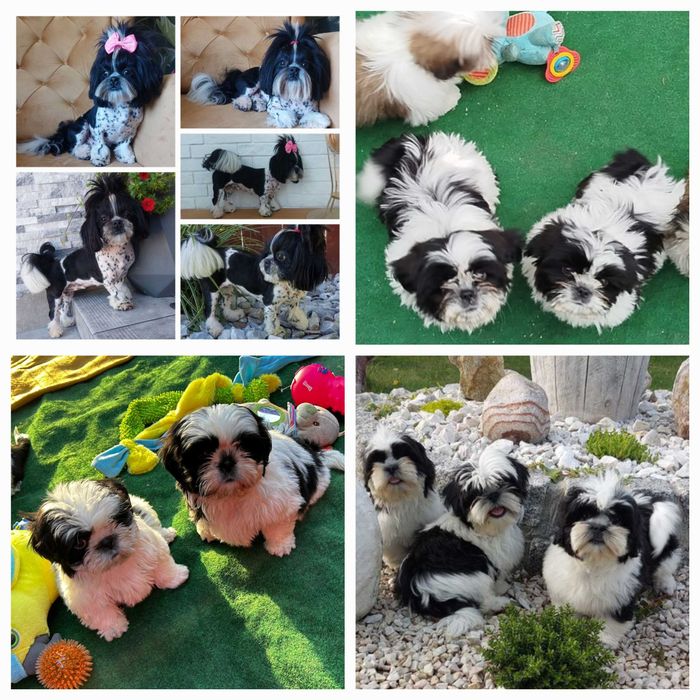 Urocza sunia3.5 miesięczna BIAŁO-CZARNA rodowód ZHPR wyprawka