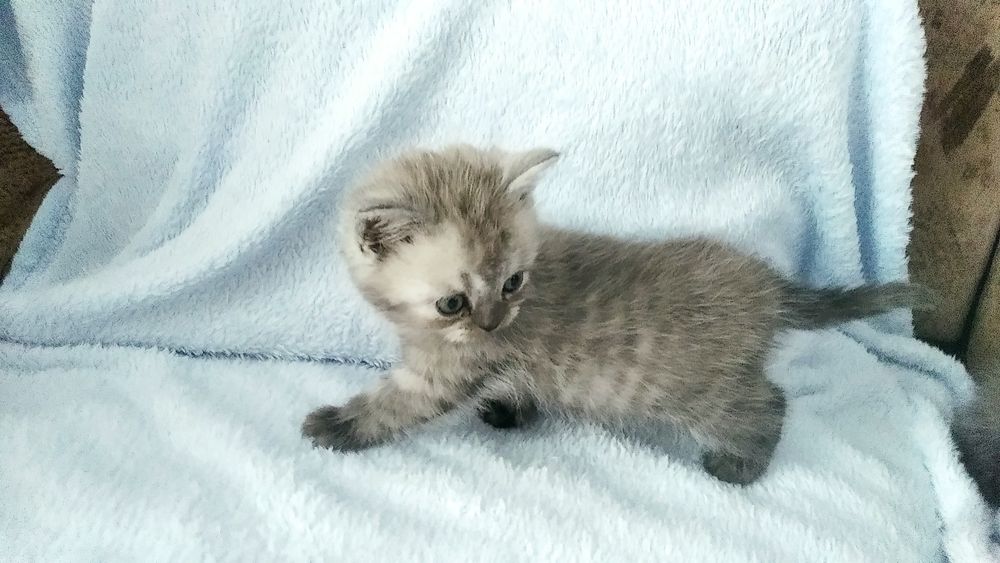 Висловухий кіт шукає господарів