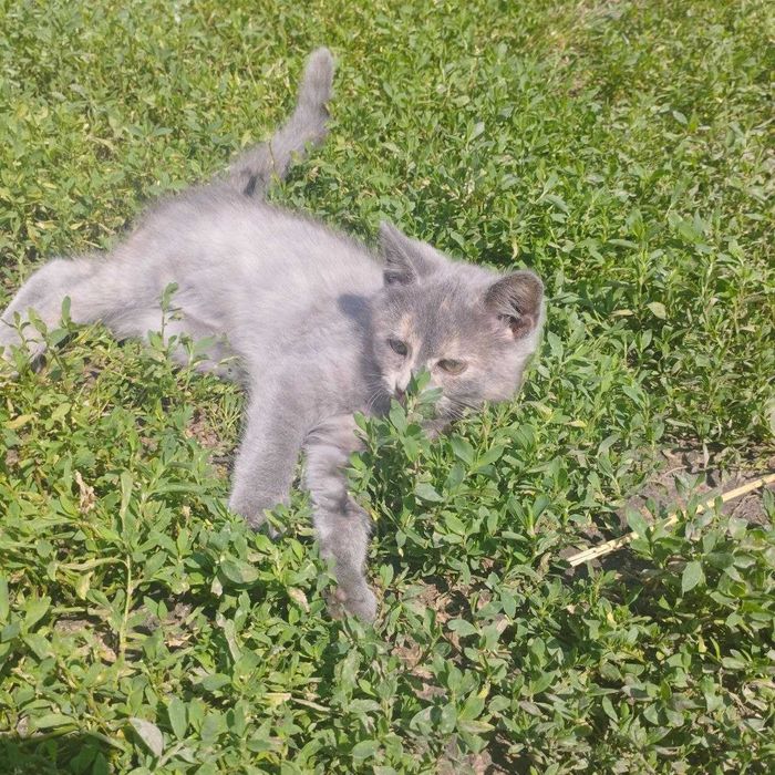 Кошенята шукають дом