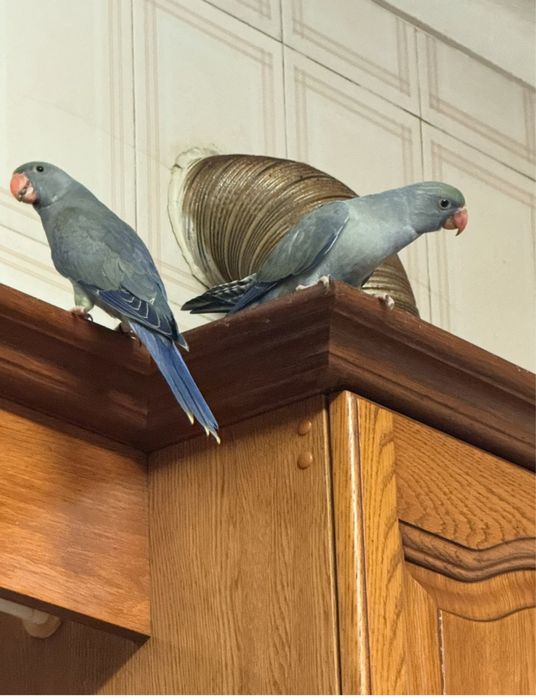 Ring neck , violeta turqueza, violeta palido 2025