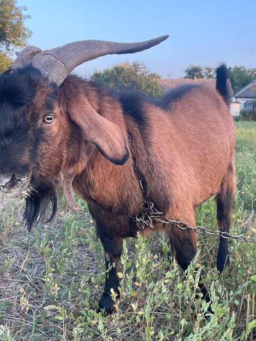 Нубійськой породи Цап