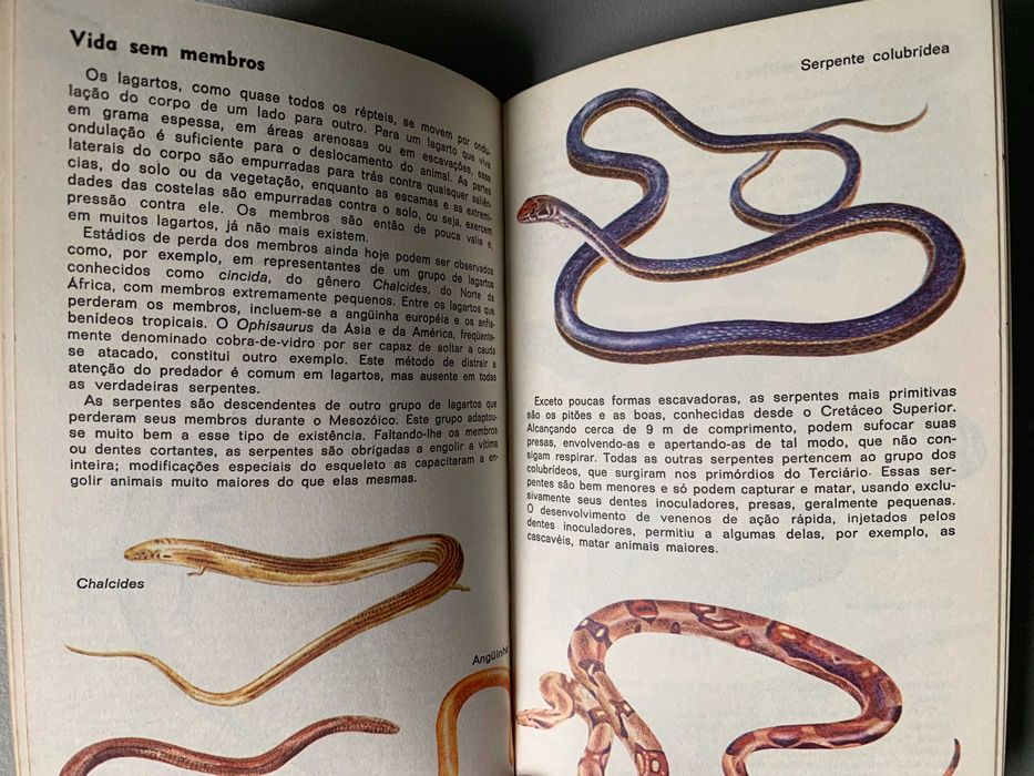Animais Pré-Históricos, de Barry Cox