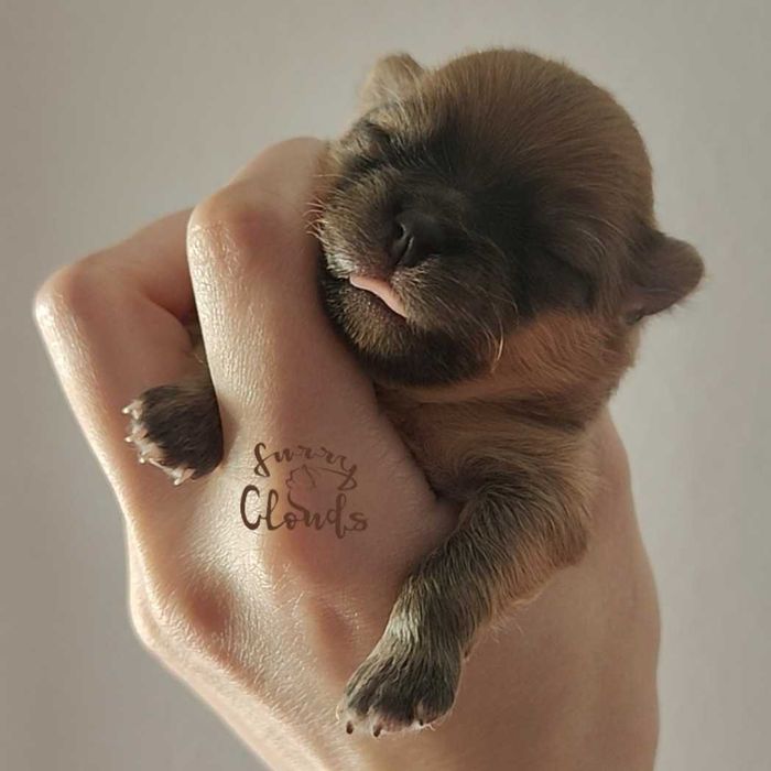 Pomeranian/Szpic miniaturowy ZKwP/FCI suczka