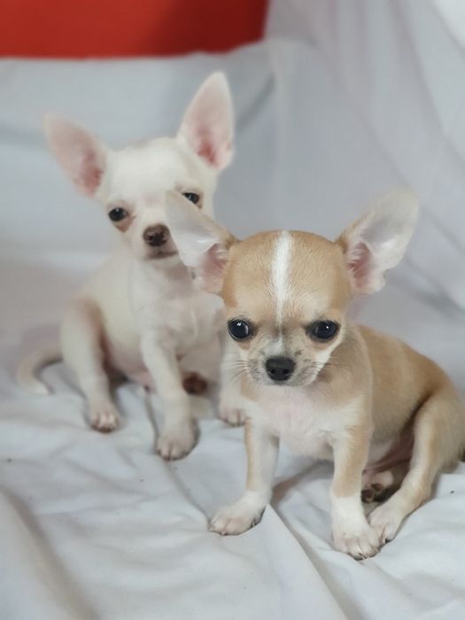 Гладкошерстный мальчик чихуахуа