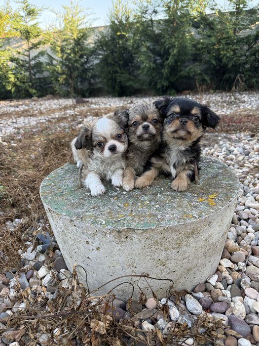 Excelente mini menino Chihuahua/Chiuaua LinhagemRussa de Qualidade