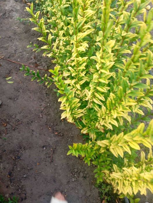 Бирючина золотистая