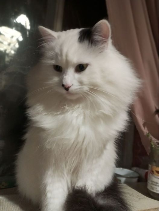 Добрий, ласкавий кіт