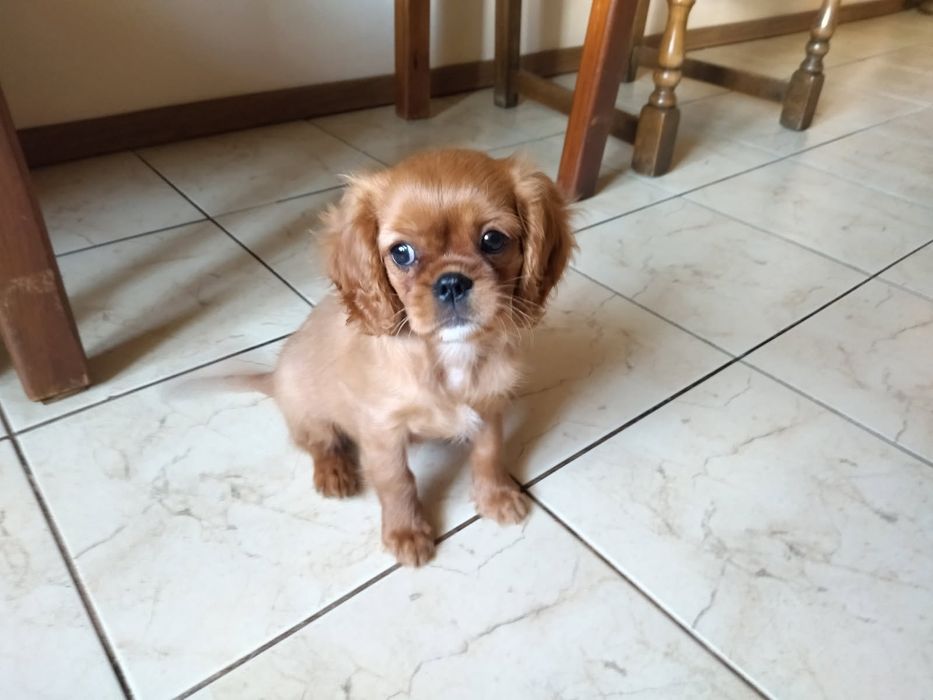 Cavalier King Charles Spaniel