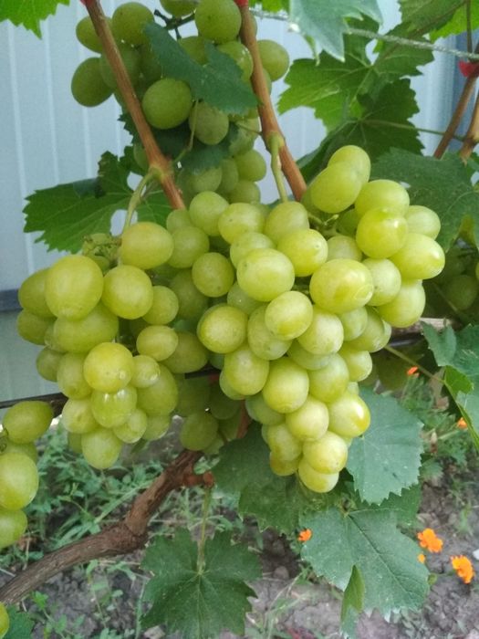 Саджанці винограду