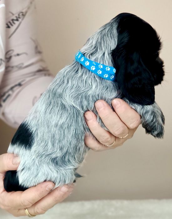 Cocker spaniel angielski Samiec blue roan