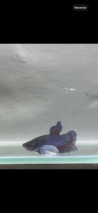 Bettas plakat seleçao