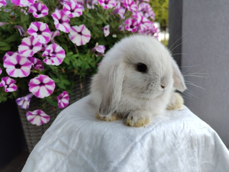 Mini Lop królik gotowe do odbioru