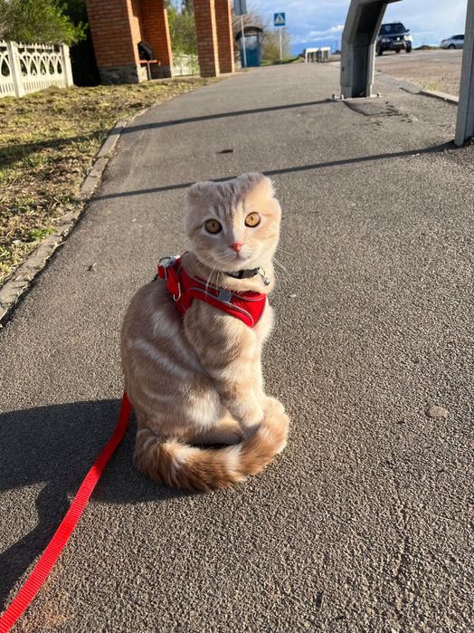 Вязка шотландського кота