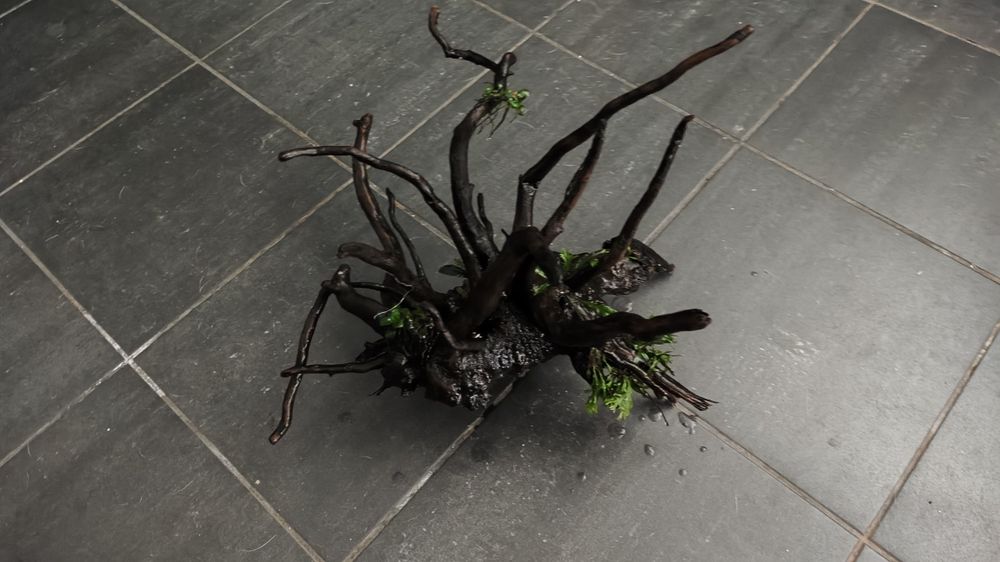 Plantas aquário raiz