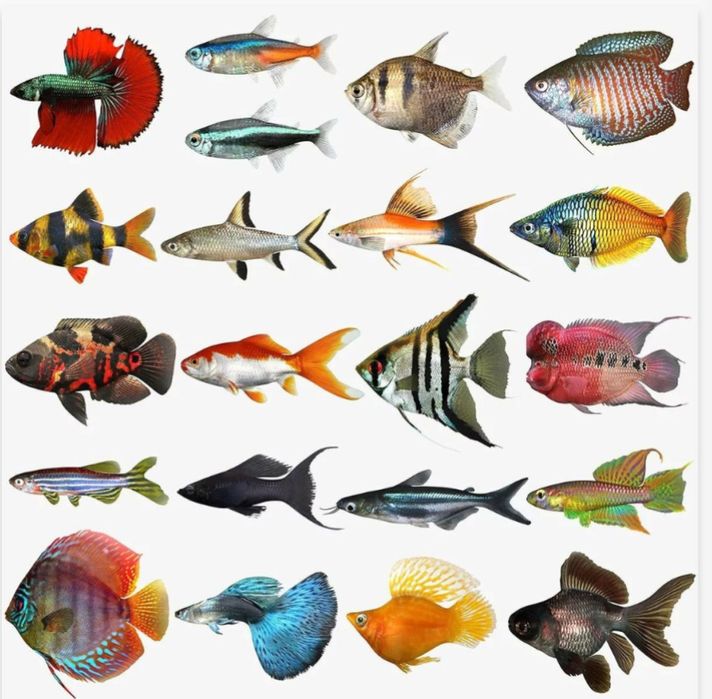 Акваріумні рибки, метро Святошин, відправка нп