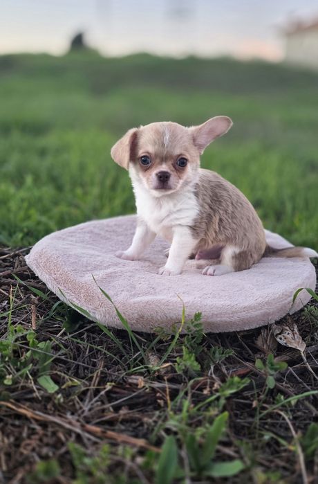 Chihuahua Miniatura Macho Pelo Curto