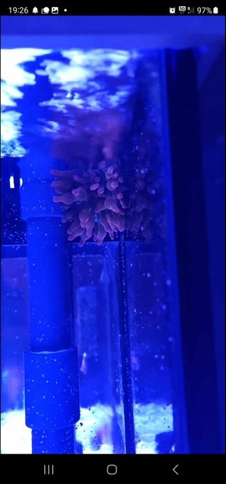 Ukwial quardicokor  po podziale