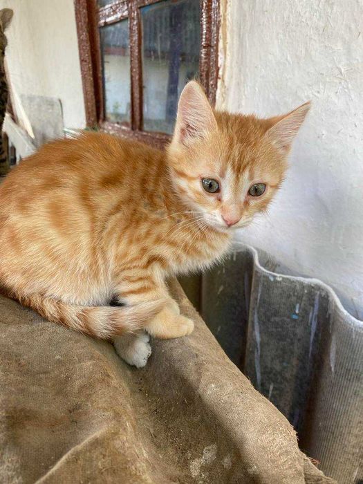 Віддаємо кошеня БЕЗКОШТОВНО