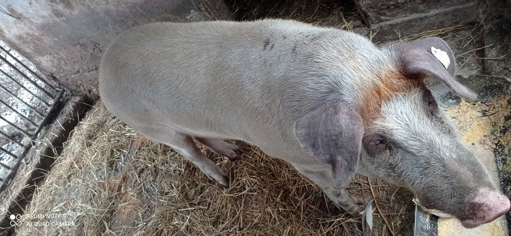 Спаровка кнура ( хряка )