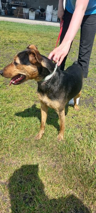 Rollo pies do adopcji
