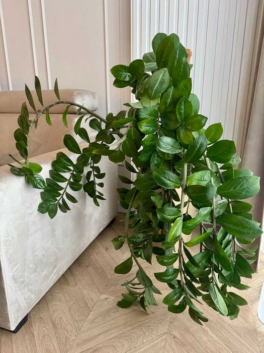 Zamiokulkas zamiolistny DUŻY – zdrowy, gęsty – roślina doniczkowa