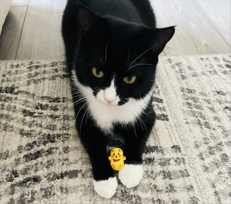 Домашня перетримка котиків та собачок