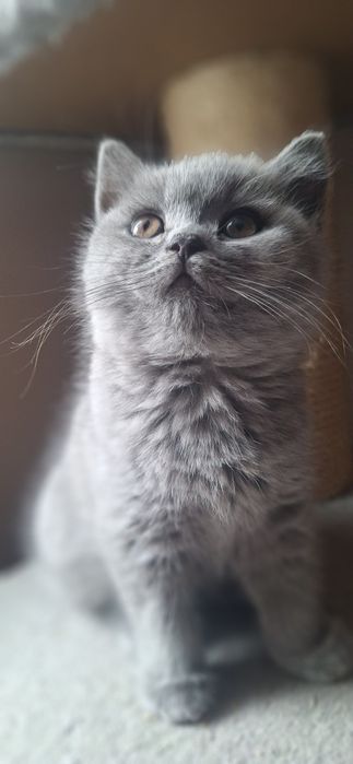 Kot brytyjski WCF SHK