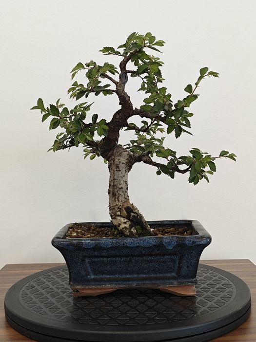 Pré-bonsai ulmeiro chines