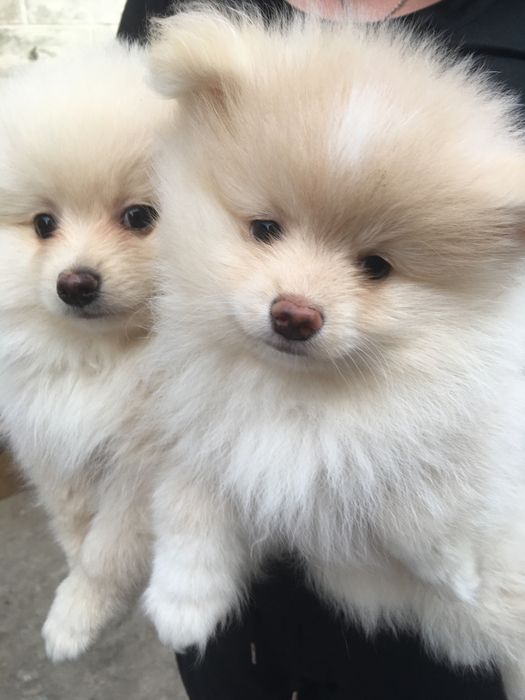 Померанские шпицы,два мальчика и девчуля
