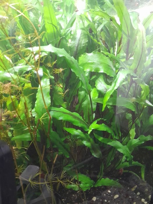 Акваріумні рослини