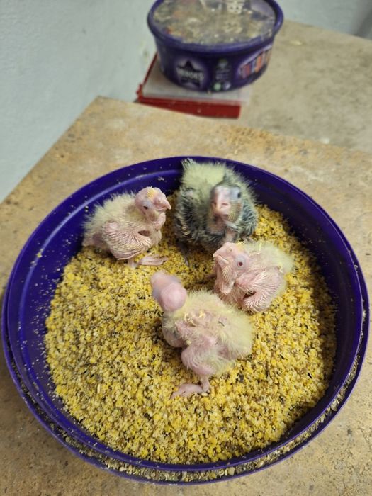 caturras bebés para criar a mao