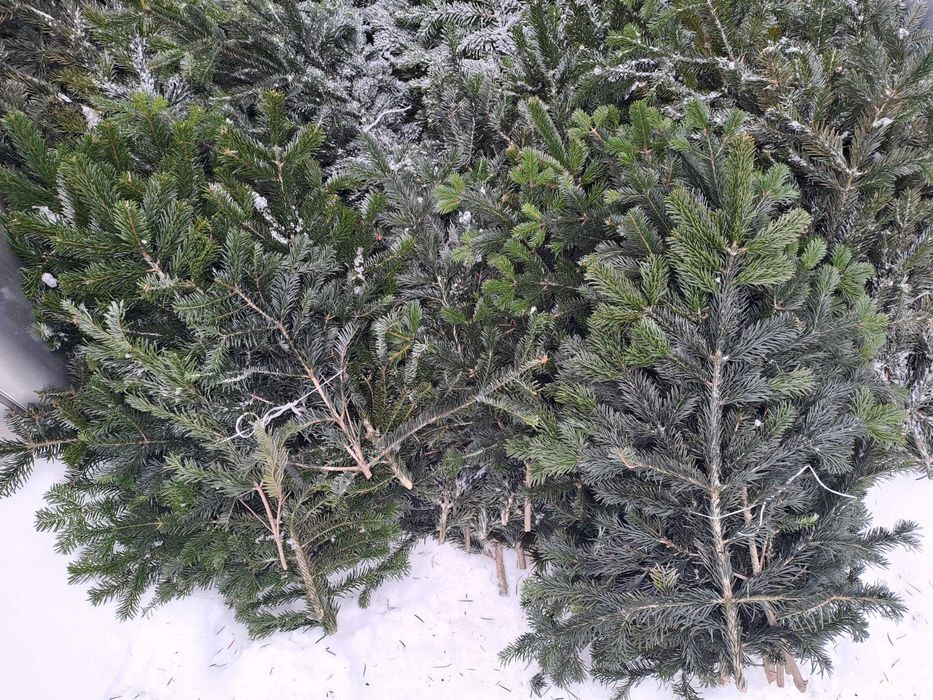 Gałęzie     jodły     Kaukaskiej  /   Plantacja