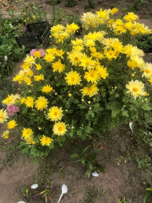 Форзиція в горшику 1л. самовивіз.