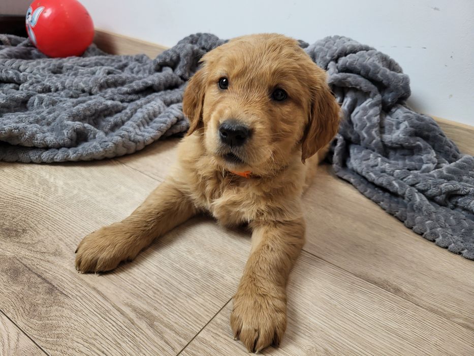 Ciemnozłota suczka Golden Retriever