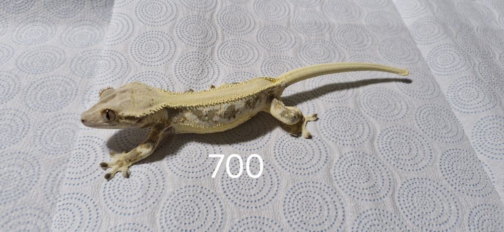 Gekony orzęsione - Samice