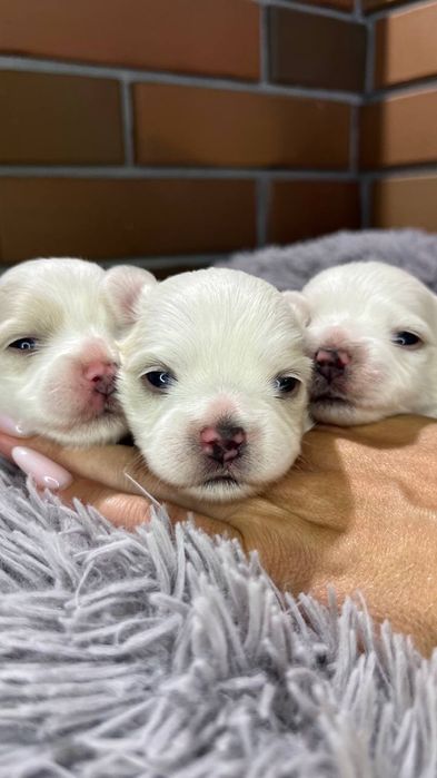 Цуценята Мальтійської болонки,Мальтезе