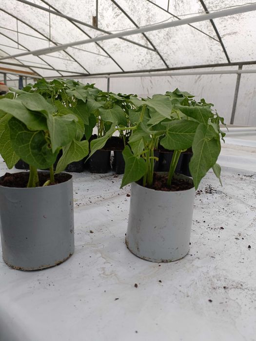 Rozsada pomidora  ,ogórka szczepionego,fasoli