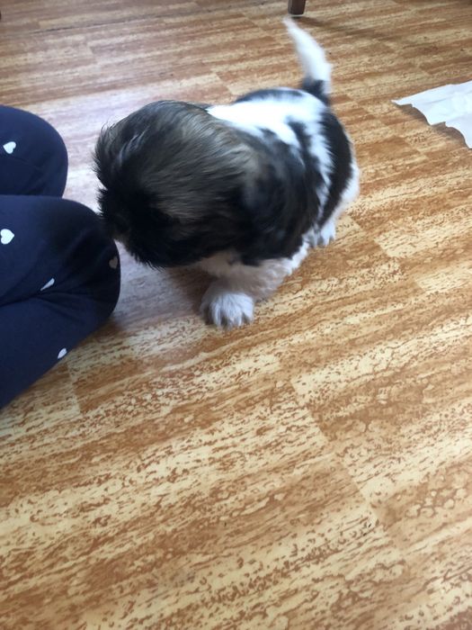 Вязка ши-тцу