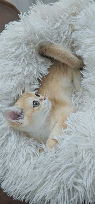 Британскі котенята