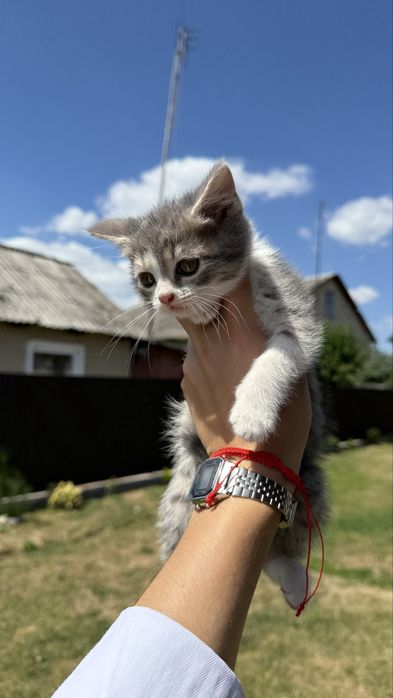 Віддам котиків в добрі руки