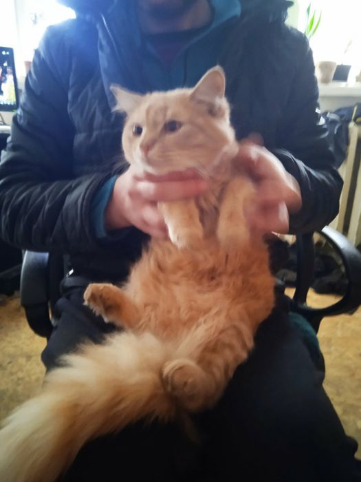 Отдам даром котика