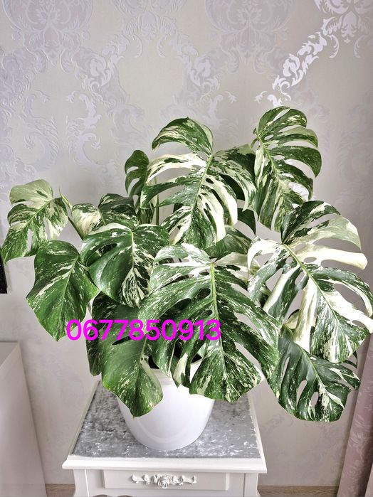 Сакура мен Наруто секс порно