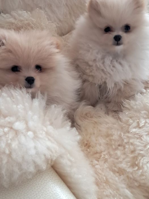 Pomeranian szpic miniaturka