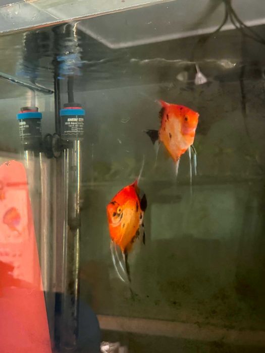 Skalar KOI RED Filadelfia