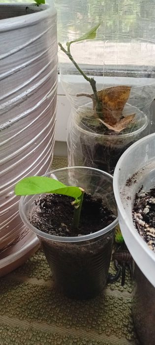 Лимон Пандероза     .